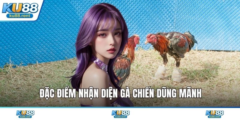 Đặc điểm nhận diện gà chiến dũng mãnh