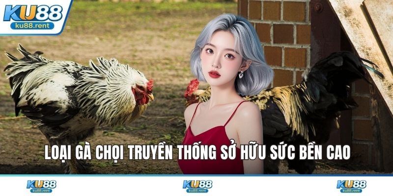 Loại gà chọi truyền thống sở hữu sức bền cao